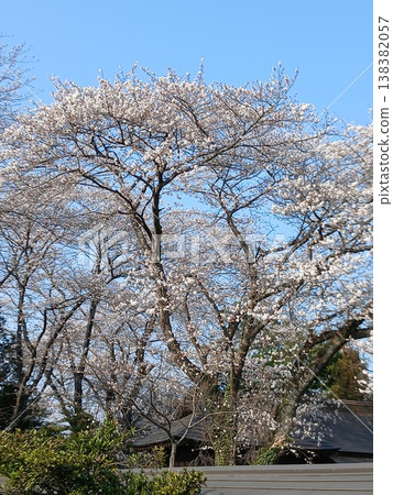 春天,寺廟庭院裡的櫻花盛開。 春天,寺廟庭院裡的櫻花盛開。 138382057