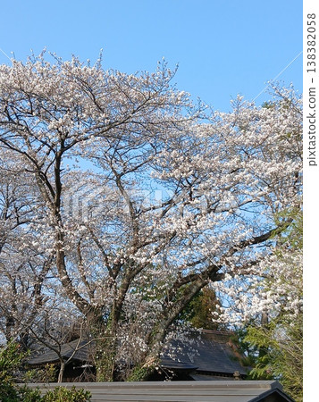 春天,寺廟庭院裡的櫻花盛開。 春天,寺廟庭院裡的櫻花盛開。 138382058