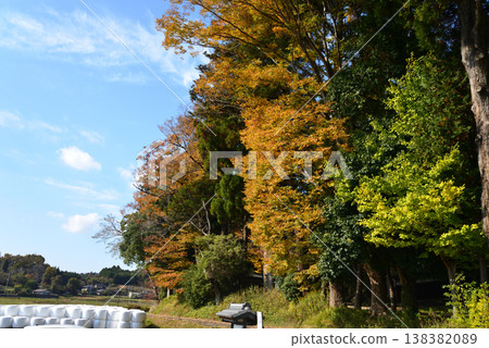 Autumn leaves at Sainenji Temple, 2025-11-16, #1 Autumn leaves at Sainenji Temple, 2025-11-16, #1 138382089