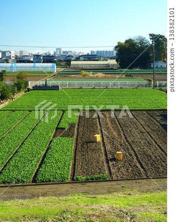 A view of a spinach field from the Edogawa River embankment in winter. 138382101