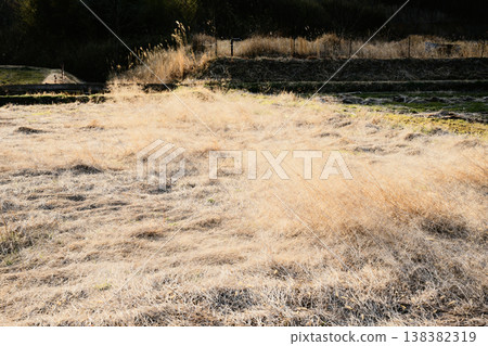 光輝的草原 138382319