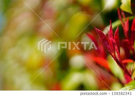 紅豆芽 紅豆芽 138382341