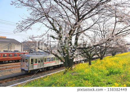 Chichibu Railway: "A train running along a cherry blossom-lined embankment where cherry blossoms and rapeseed flowers bloom." Chichibu Railway: "A train running along a cherry blossom-lined embankment where cherry blossoms and rapeseed flowers bloom." 138382449
