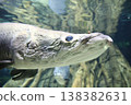 A fish that swims underwater: Arapaima 138382631