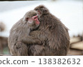 Japanese macaques grooming 138382632