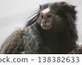 A long-haired monkey with white fur 138382633