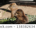 Prairie dog 138382634