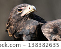 A super close-up photo of Harris's Hawk posing with a sharp eye 138382635