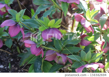 Reddish-purple Christmas roses blooming in the early spring garden Reddish-purple Christmas roses blooming in the early spring garden 138382694
