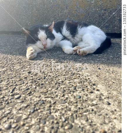 Stray cats resting in the shade Stray cats resting in the shade 138382733