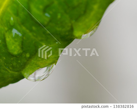 A single drop on the tip of a leaf: A macro world after the rain. 138382816