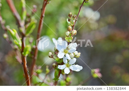 繡線菊(Spiraea thunbergii)的小白花 繡線菊(Spiraea thunbergii)的小白花 138382844
