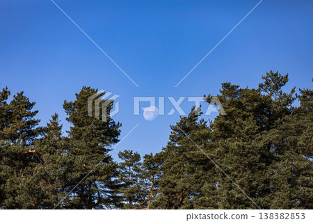 Moon trapped between trees Moon trapped between trees 138382853