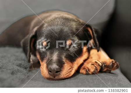 Close up portrait of an adorable sleeping puppy face. Small Black Miniature Pinscher Zwergpinscher, Min Pin Puppy Dog Sleeping On Floor Close up portrait of an adorable sleeping puppy face. Small Black Miniature Pinscher Zwergpinscher, Min Pin Puppy Dog Sleeping On Floor 138382901