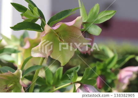 早春花園裡盛開著淡綠色的聖誕玫瑰 早春花園裡盛開著淡綠色的聖誕玫瑰 138382905