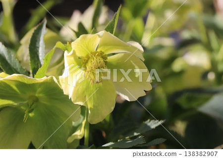 早春花園裡盛開著淡綠色的聖誕玫瑰 138382907