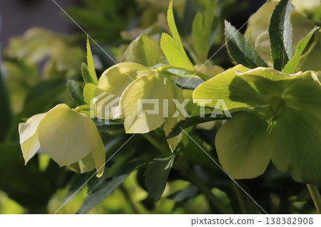 pale green Christmas roses blooming in the early spring garden pale green Christmas roses blooming in the early spring garden 138382908