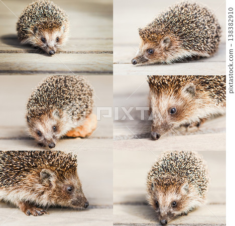 Hedgehog Wooden Floor Set Collage Hedgehog Wooden Floor Set Collage 138382910