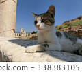 A cat island, a port town on a cat paradise. 138383105
