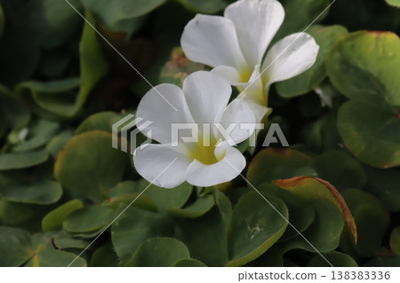 早春時節，花園裡盛開著白色的木槿花。 138383336