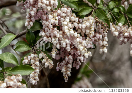 雖然日本杜鵑(Pieris japonica)是一種有毒植物,但它也被作為觀賞植物種植。 雖然日本杜鵑(Pieris japonica)是一種有毒植物,但它也被作為觀賞植物種植。 138383366