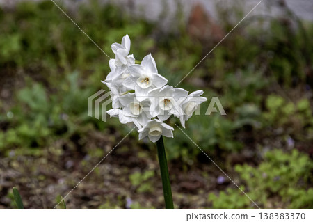 水仙花（石蒜科）美麗的白色花朵 138383370