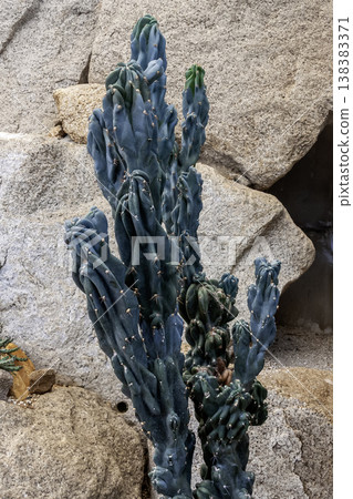 A Cereus rock lion cactus that could easily be mistaken for a sculpture. A Cereus rock lion cactus that could easily be mistaken for a sculpture. 138383371