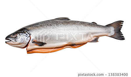 fresh raw whole salmon fish isolated white background healthy diet nutrition seafood cooking ingredient market grocery store culinary commercial restaurant gourmet menu concept fresh raw whole salmon fish isolated white background healthy diet nutrition seafood cooking ingredient market grocery store culinary commercial restaurant gourmet menu concept 138383400