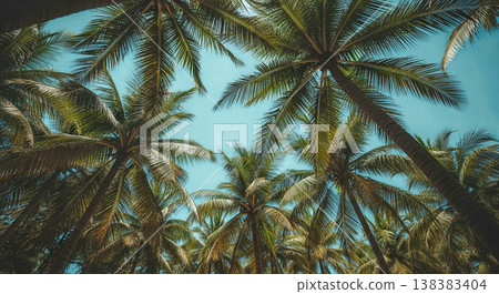 Tropical palm trees looking up clear blue sky summer vacation holiday background nature landscape beautiful idyllic paradise island destination relaxing travel concept Tropical palm trees looking up clear blue sky summer vacation holiday background nature landscape beautiful idyllic paradise island destination relaxing travel concept 138383404