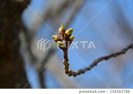 Cherry blossom buds (Somei Yoshino) against a blue sky, cherry branches about to bloom, Tenjinmisaki Sports Park, Iwaki City, Fukushima Prefecture. Cherry blossom buds (Somei Yoshino) against a blue sky, cherry branches about to bloom, Tenjinmisaki Sports Park, Iwaki City, Fukushima Prefecture. 138383786