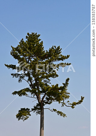 A single pine tree stands tall against the blue sky; the shape of the Japanese red pine and the clear spring weather at Tenjinmisaki Sports Park in Iwaki City, Fukushima Prefecture. 138383787