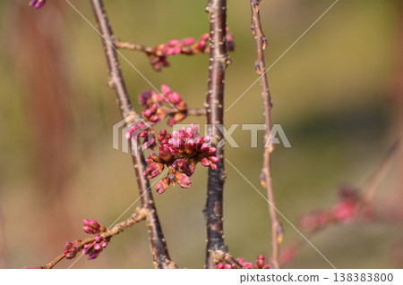 福島縣楢葉町,青龍寺的垂枝櫻花花蕾,即將盛開的垂枝櫻花樹,用D7100拍攝。 福島縣楢葉町,青龍寺的垂枝櫻花花蕾,即將盛開的垂枝櫻花樹,用D7100拍攝。 138383800