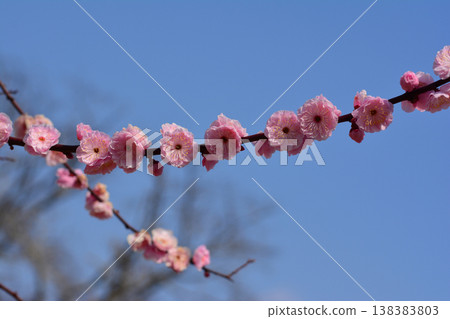 Double-flowered red plum blossoms stand out against the blue sky; the plum blossoms are in full bloom, a spring scene in Hirono Town, Fukushima Prefecture (around Tenjin Cape). Double-flowered red plum blossoms stand out against the blue sky; the plum blossoms are in full bloom, a spring scene in Hirono Town, Fukushima Prefecture (around Tenjin Cape). 138383803