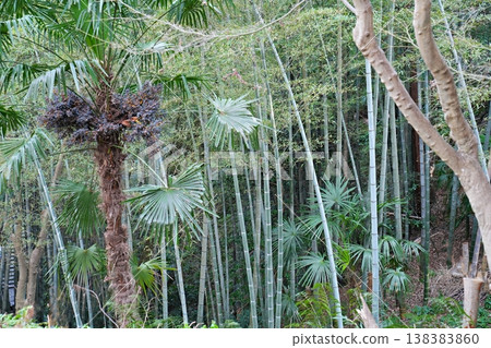 京都八幡市:八幡竹林與棕櫚樹混合林(近男山展望台)(早春) 京都八幡市:八幡竹林與棕櫚樹混合林(近男山展望台)(早春) 138383860