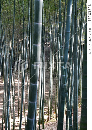 八幡山的竹子(早春)京都府八幡市男山(鳩峰) 八幡山的竹子(早春)京都府八幡市男山(鳩峰) 138383868