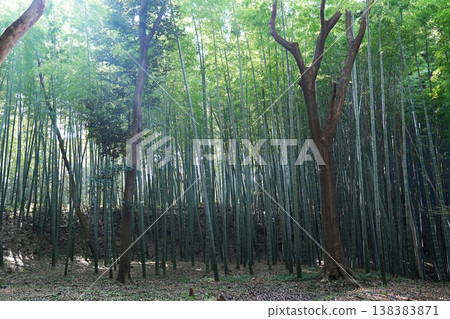Yawata Bamboo Grove on Mt. Otokoyama (Hatogamine), Yawata City, Kyoto (Early Spring) 138383871