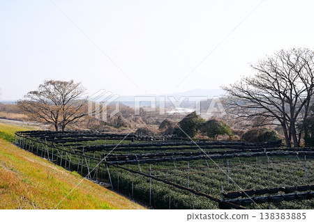 京都久宮山町:木津川與濱台茶園(從木津川右岸堤岸眺望)(初春) 京都久宮山町:木津川與濱台茶園(從木津川右岸堤岸眺望)(初春) 138383885