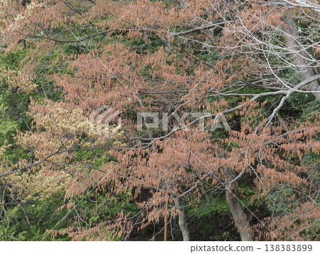 日本角樹的花將春天的山巒染成紅色。 138383899