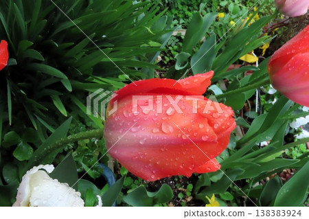 Flowers in a flowerbed during the rain: Tulips: Bulb flowers: Hirakata City, Osaka Prefecture Flowers in a flowerbed during the rain: Tulips: Bulb flowers: Hirakata City, Osaka Prefecture 138383924