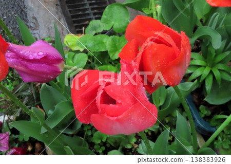 Flowers in a flowerbed during the rain: Tulips: Bulb flowers: Hirakata City, Osaka Prefecture 138383926