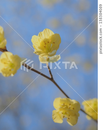 Spring sunlight bathing the flowers of the Hyuga Mizuki (afli20260327152823) 138384089
