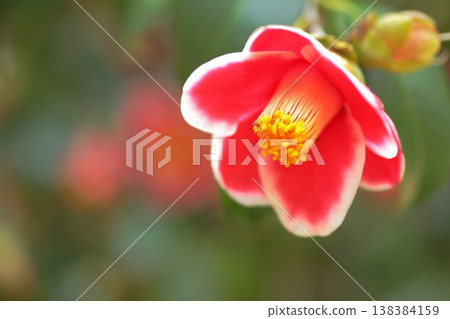 The elusive Tamanoura camellia of the Goto Islands The elusive Tamanoura camellia of the Goto Islands 138384159