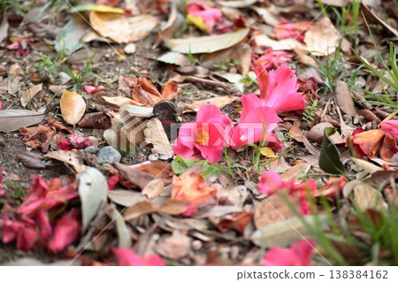 野生山茶花花瓣凋落的優美景象。 野生山茶花花瓣凋落的優美景象。 138384162