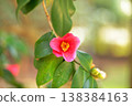 The understated beauty of the Japanese camellia flower 138384163