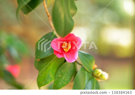 The understated beauty of the Japanese camellia flower The understated beauty of the Japanese camellia flower 138384163