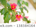 The understated beauty of the Japanese camellia flower 138384164