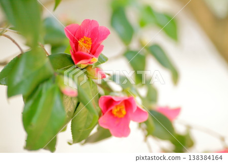 日本山茶花的含蓄之美 日本山茶花的含蓄之美 138384164