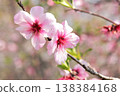 Almond blossoms, large flowers that bloom like cherry blossoms 138384168
