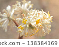 The Mitsumata flower, which will be featured on Japanese banknotes. 138384169