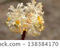 The Mitsumata flower, which will be featured on Japanese banknotes. 138384170